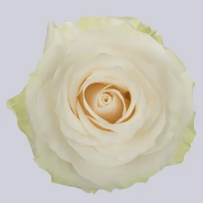 Rose White Mondial - Standard Rose - Roses - Flowers by category | Sierra  Flower Finder