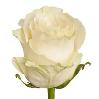 White Mondial Roses - FFED