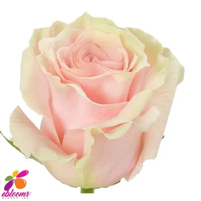 Rose White Mondial - Standard Rose - Roses - Flowers by category | Sierra  Flower Finder