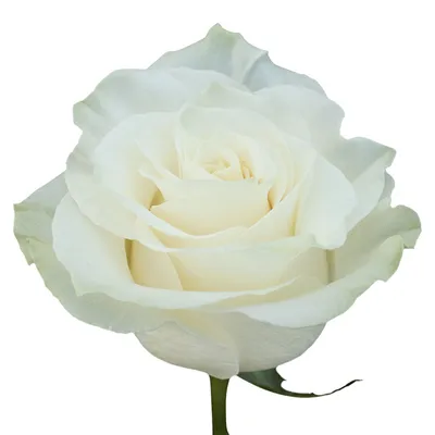 Mondial | White Rose | Fresh Flowers