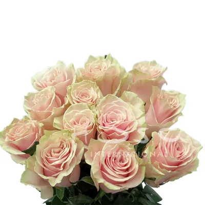 Pink Mondial Roses – Eblooms Farm Direct Inc.