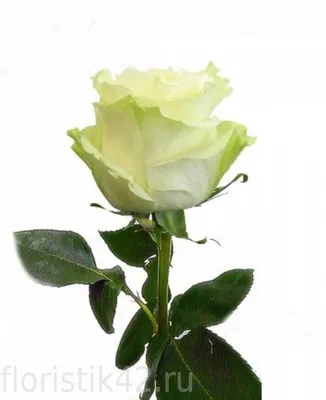 Buy Wholesale Pink Mondial Rose in Bulk - FiftyFlowers