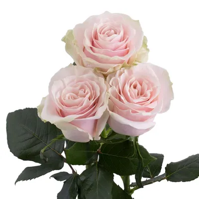 White Mondial Rose (100 Stems) — Farm Direct Rose