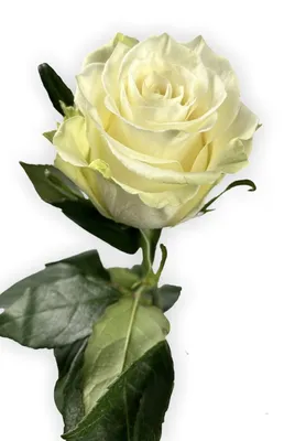 Ecuadorian roses Rose MONDIAL | Flower delivery Florex