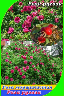 Роза морщинистая Рубра (шиповник) | питомник растений Зелёный город