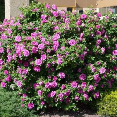 Роза Морщинистая Рубра (Rubra) – Ваш сад