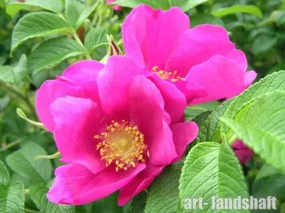 Роза морщинистая (шиповник) Rosa rugosa
