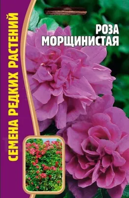 Роза морщинистая купить в Москве из питомника по доступной цене