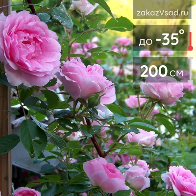 Роза морщинистая (фото, описание) - купить саженцы в Новосибирске из  питомника