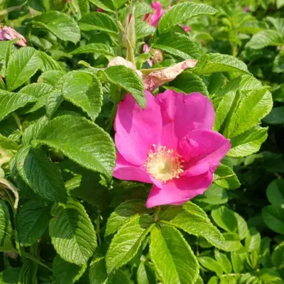 Роза ругоза морщинистая (лат. Rosa rugosa) ( | АГРОНЕО