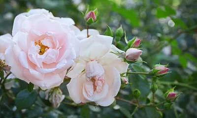 Роза морщинистая Альба