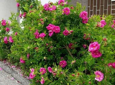 Роза морщинистая Рубра (Rosa rugosa Rubra)