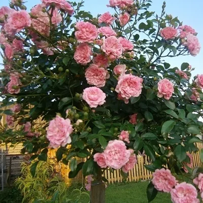 Роза на штамбе Жан Кокто PA 90-110 см С10 купить за 4 990 р. в садовом  центре АСТ Медовое