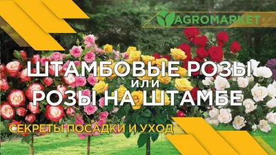 Роза на штамбе mix - ЗЕЛЁНКА.бел