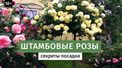 Саженцы штомобвых роз — Купить розы на штамбе в Санкт-Петербурге по низким  ценам | Белоостровский питомник