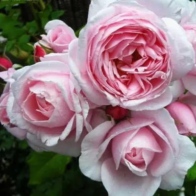 Саженцы розы Нахема купить в Москве по цене от 1 800 до 4500 руб. -  питомник растений Элитный Сад