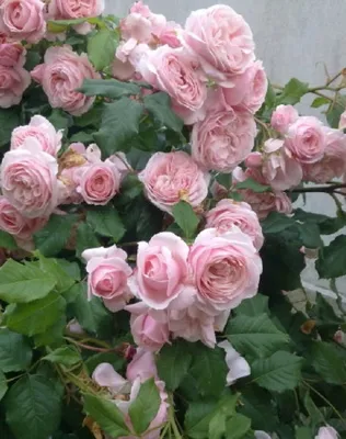 Роза плетистая Nahema (Наэма) 990 руб. AGRO44735