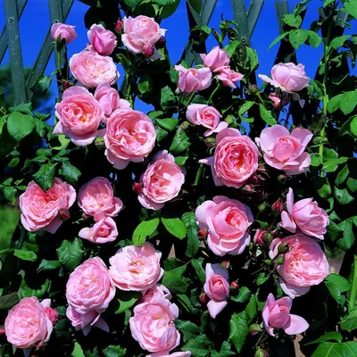 Rosa 'Nahema' — Википедия