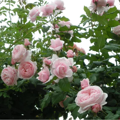 Nahema Clg | Wagner's Rose Nursery