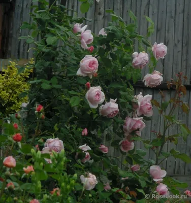 Нахема (Nahema) - Плетистые розы - Розы - Каталог