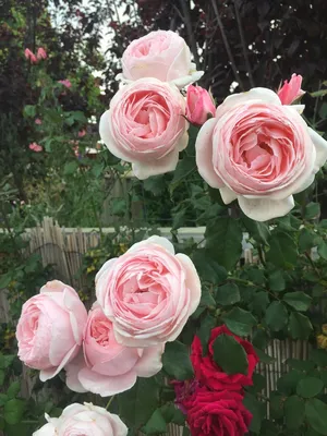 Rose (Rosa 'Nahema') in the Roses Database - Garden.org
