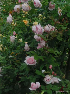rosier nahema | Climbing roses, Beautiful flowers, Beautiful roses