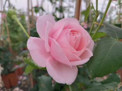 Rosa 'Nahema' (DELéri)