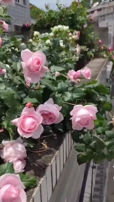 Hoa hồng Nahema rose màu hồng phấn, rất khỏe, dễ chăm sóc