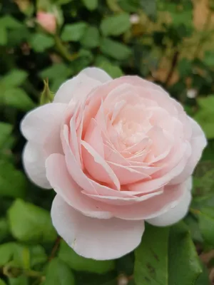 Rose Nahema | Blumen pflanzen, Garten, Garten ideen