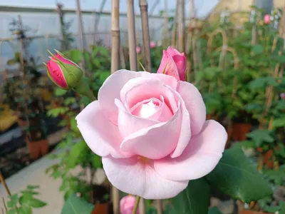 Climbing Rose 'nahema' 娜河马 2 Gal Live Plant - Etsy