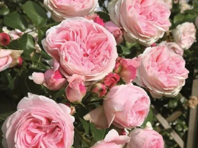 Роза Nahema - «Совершенная роза» | отзывы