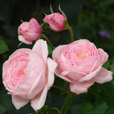 Nahema - Ludwig's Roses