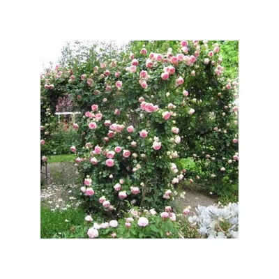 Нахема (Nahema) - Плетистые розы - Розы - Каталог