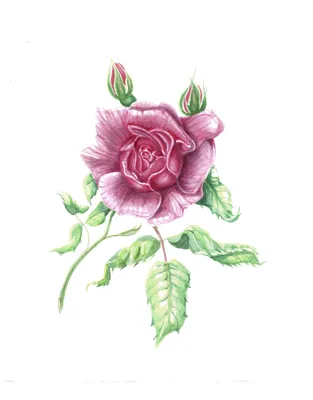 Роза плетистая Нахема (Nahema) (Rose Nahema) - описание сорта, фото,  саженцы, посадка, особенности ухода. Дачная энциклопедия.