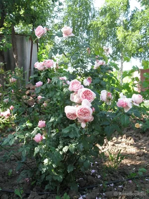Photo of the bloom of Rose (Rosa 'Nahema') posted by kbw664 - Garden.org