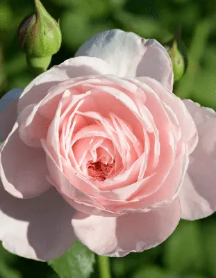 Роза плетистая Нахема ø9 h14 см в Сургуте – купить по низкой цене в  интернет-магазине Леруа Мерлен
