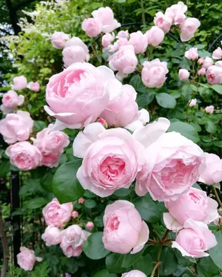 Rose Nahema and Veilchenblau | Rose, Love flowers, Flowers