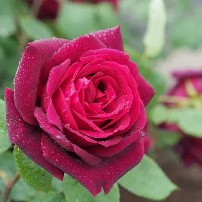 Роза оклахома фото фото