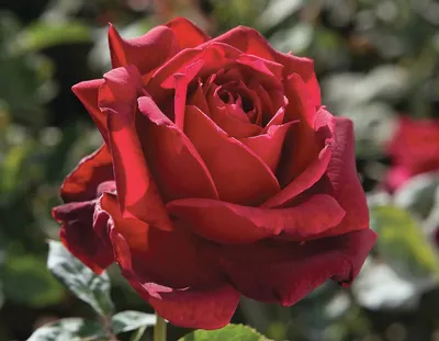 Rose 'Oklahoma' - Hello Hello Plants