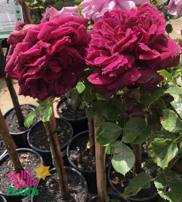 Oklahoma | Hybrid tea roses, Hybrid tea roses care, Beautiful rose flowers
