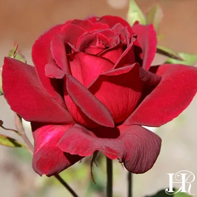 Oklahoma — Eumundi Roses