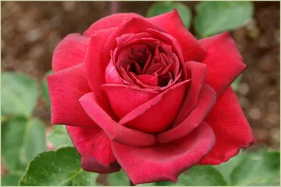 Buy Oklahoma Online | Chamblee's Rose Nursery