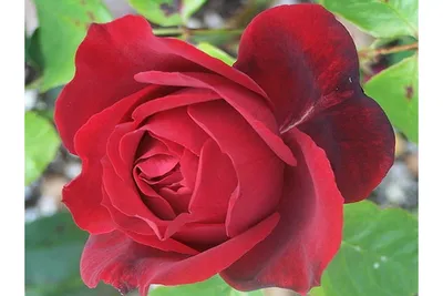 Shrub Rose: Oklahoma | Certified Roses® | Our Plant Collection | J. Berry  Nursery