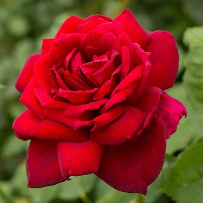 Photo of the entire plant of Rose (Rosa 'Oklahoma') posted by csandt -  Garden.org