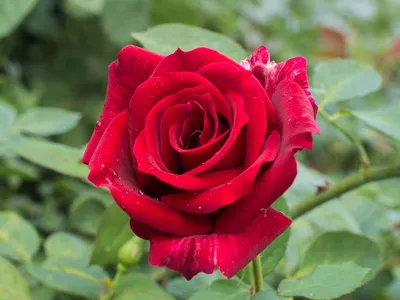 Oklahoma - Just Roses - Garden Roses