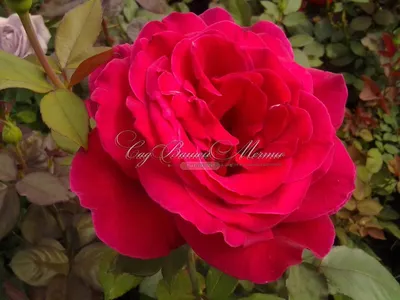 Роза Oklahoma (Оклахома) – купить саженцы роз в питомнике в Москве