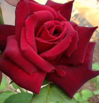 Great Red Roses - Rose Notes