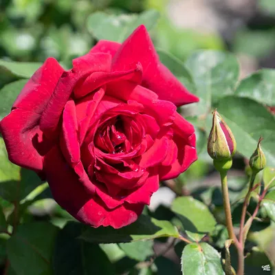 Rose (Rosa 'Oklahoma') in the Roses Database - Garden.org