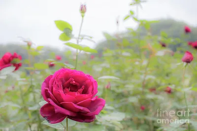 Rosa Oklahoma and True Sincerity Blooms : r/Roses