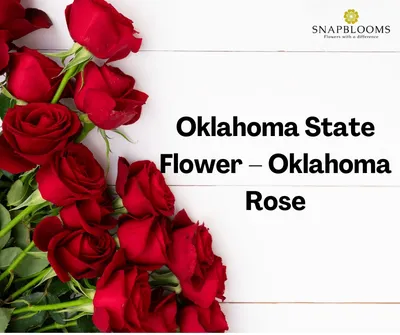 Oklahoma State Flower Rose Art by Jen Montgomery Jigsaw Puzzle by Jen  Montgomery - Pixels